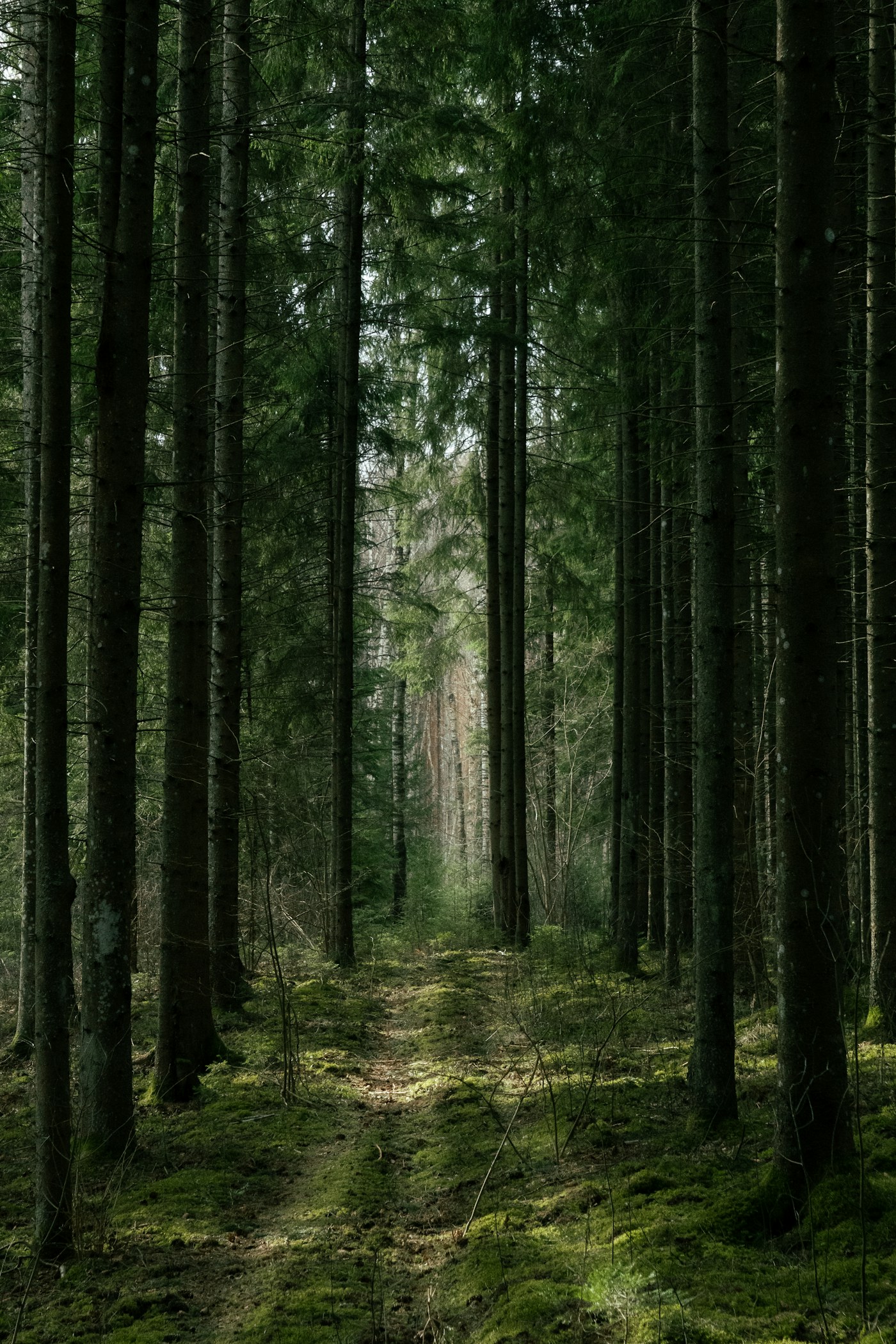 Under the green canopy